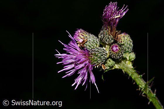 Sumpf-Kratzdistel (Cirsium palustre)