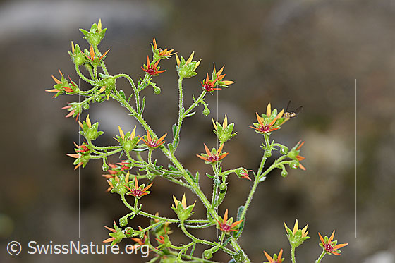 Foto: Safrangelber Steinbrech (Saxifraga mutata). Blüten.