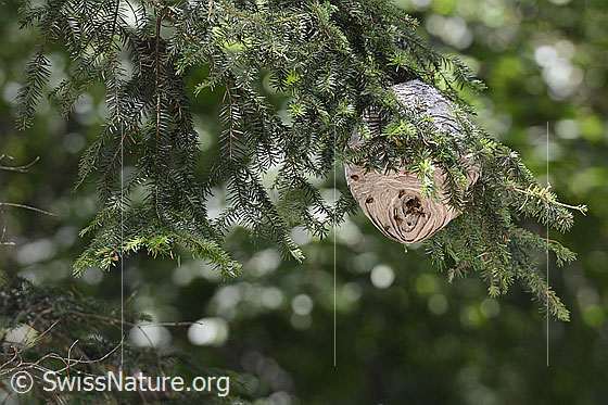 Foto: Wahrscheinlich Wespennest der Mittlere Wespe (Dolichovespula media). Wird auch Kleine Hornisse genannt.