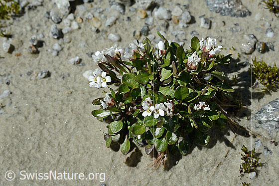 Foto: Alpen-Schaumkraut (Cardamine alpina). Ganze Pflanze.