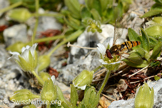 Foto: Hainschwebfliege (Episyrphus balteatus) auf Blüte des einblütigen Hornkrauts (Cerastium uniflorum).