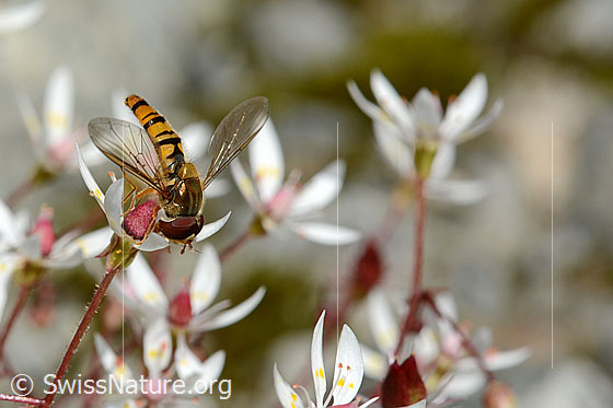 Foto: Hainschwebfliege (Episyrphus balteatus) auf Sternblütigem Steinbrech (Saxifraga stellaris). Ansicht von schräg vorne.