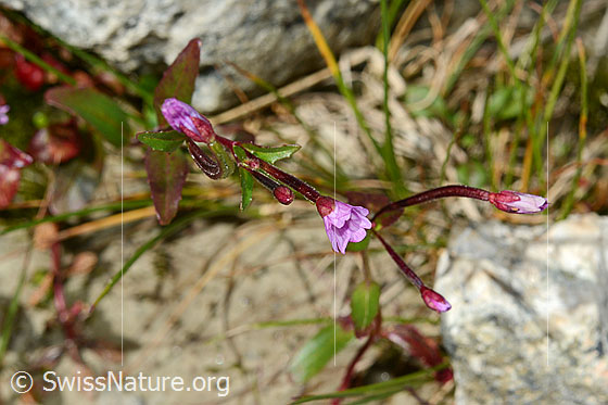 Foto: Alpen-Weidenröschen (Epilobium anagallidifolium). Stängel und Blüten. Blüten, noch nicht ganz geöffnet.