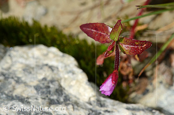 Foto: Alpen-Weidenröschen (Epilobium anagallidifolium). Blüte, noch nicht ganz geöffnet.