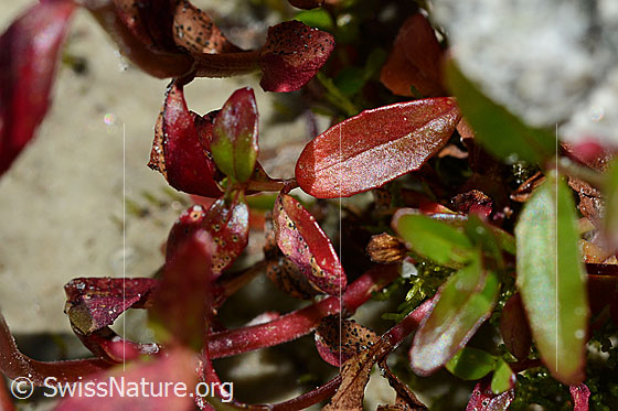 Foto: Alpen-Weidenröschen (Epilobium anagallidifolium). Blätter.