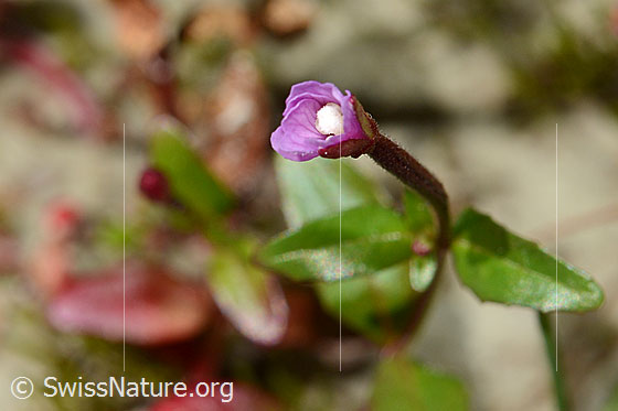 Foto: Alpen-Weidenröschen (Epilobium anagallidifolium). Blüte, noch nicht ganz geöffnet.
