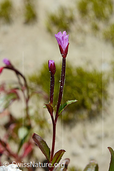 Foto: Alpen-Weidenröschen (Epilobium anagallidifolium). Blüten und Stängel. Blüten nicht ganz geöffnet.