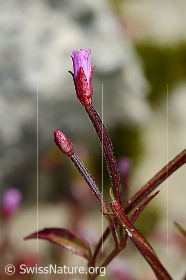 Foto: Alpen-Weidenröschen (Epilobium anagallidifolium). Blüten und Stängel. Blüten noch nicht ganz geöffnet.