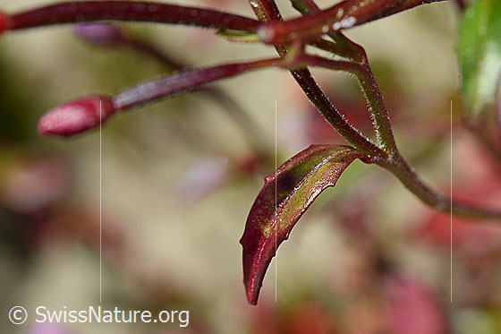 Foto: Alpen-Weidenröschen (Epilobium anagallidifolium). Stängel und Blätter.