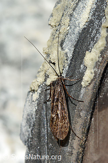 Foto: Köcherfliege (Trichoptera) aus der Familie Limnephilus oder aus der Familie Phryganeidae. Länge ca. 20mm.