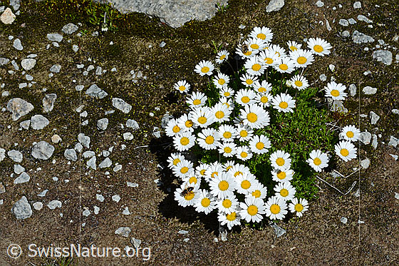 Foto: Gewöhnliche Alpenmargerite (Leucanthemopsis alpina). Polster mit zahlreiche Blüten.