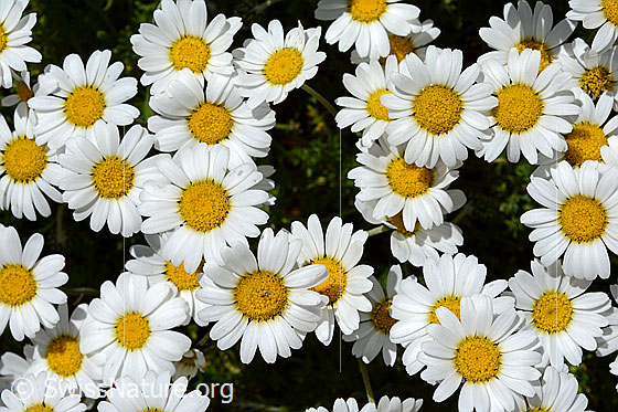 Foto: Gewöhnliche Alpenmargerite (Leucanthemopsis alpina). Zahlreiche Blüten.
