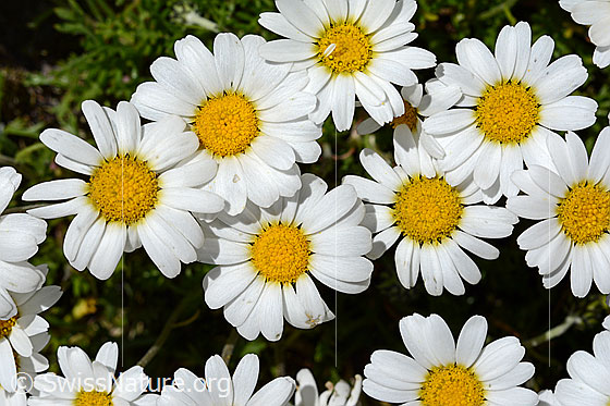 Foto: Gewöhnliche Alpenmargerite (Leucanthemopsis alpina). Zahlreiche Blüten.