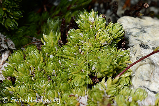 Photo: Saxifraga bryoides. Whole plant. Leaf rosette