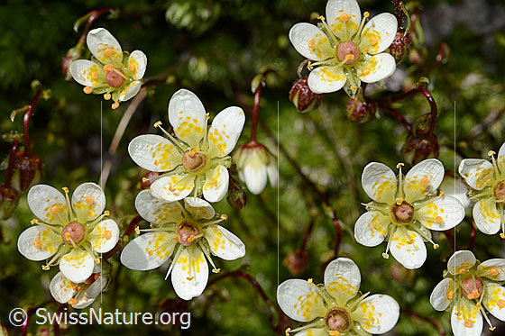 Moosartiger Steinbrech (Saxifraga bryoides)