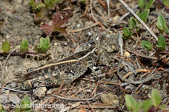 Foto: Italienische Schönschrecke (Calliptamus italicus), Länge 23 - 34mm, Weibchen. Ansicht von der Seite. 