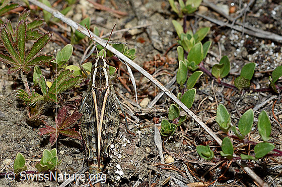 Photo: Grasshopper (Calliptamus italicus), body length 23-34mm, female, view from above.