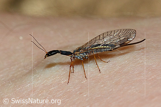 Dichrostigma flavipes, female