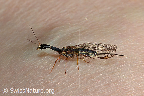 Foto: Wahrscheinlich Gelbfüssige Kamelhalsfliege (Dichrostigma flavipes). Weibchen, Ansicht von der Seite.