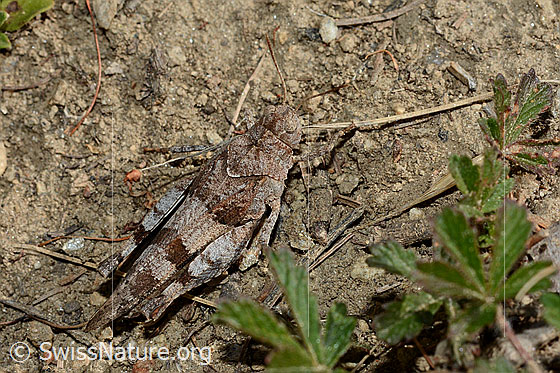 Foto: Blauflügelige Ödlandschrecke (Oedipoda caerulescens). Ansicht von oben,  Länge 15-28mm.