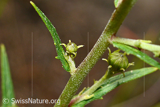 Foto: Doldiges Habichtskraut (Hieracium umbellatum). Stängel und Blätter.
