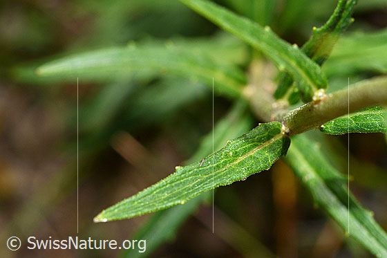 Foto: Doldiges Habichtskraut (Hieracium umbellatum). Blattoberseite.