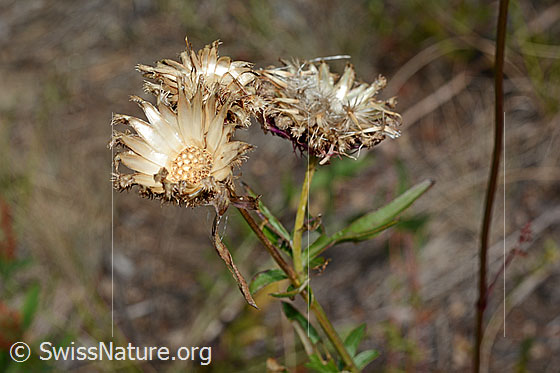 Photo: Centaurea scabiosa. Empty flower baskets.