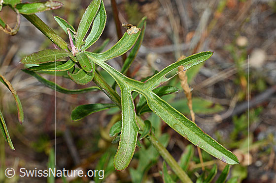 Photo: Centaurea scabiosa. Leaf.