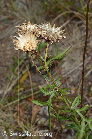 Photo: Centaurea scabiosa. Leaves, stems and empty flower baskets.