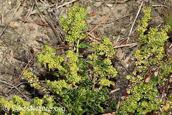 Photo: Probably Herniaria glabra. Whole plant (Hapitus).