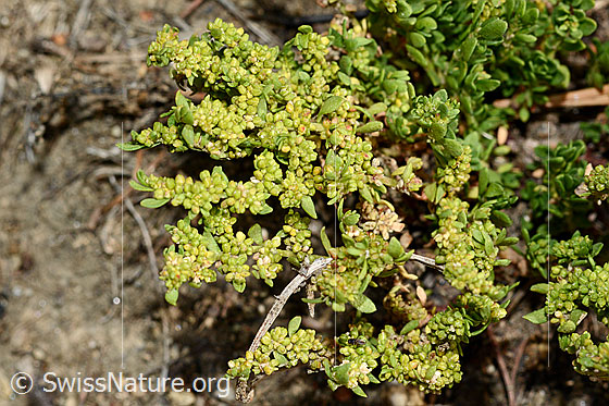 Kahles Bruchkraut (Herniaria glabra)