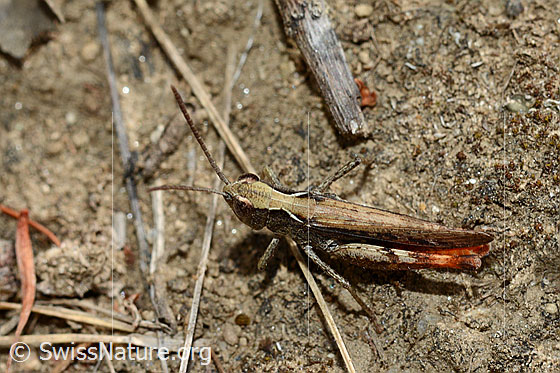 Photo: Probably Chorthippus brunneus. Length 13 - 18mm. Male. View from above.