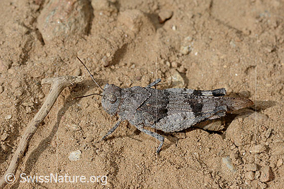 Photo: Oedipoda caerulescens. Length 15-28mm. View from the side.