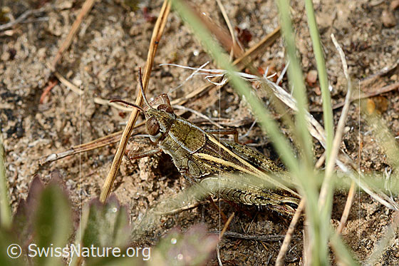 Foto: Italienische Schönschrecke (Calliptamus italicus). Länge 15 - 34mm. Ansicht von seitlich oben.