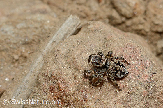 Photo: Aelurillus v-insignitus. Female. Body length: 5 - 7mm. View from the front.
