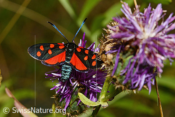 Zygaena transalpina on Centaurea scabiosa