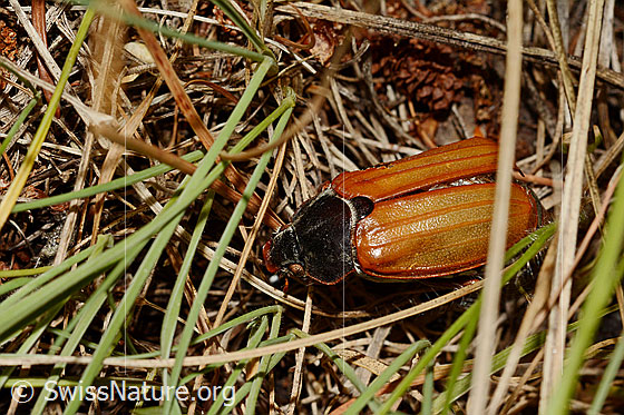 Foto: Feldmaikäfer (Melolontha melolontha). Länge 20 - 30mm. Ansicht von oben.