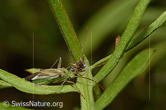 Photo: Adelphocoris lineolatus on leaf der Skabiosen-Flockenblume (Centaurea scabiosa). Length 7.5 - 9.4mm.