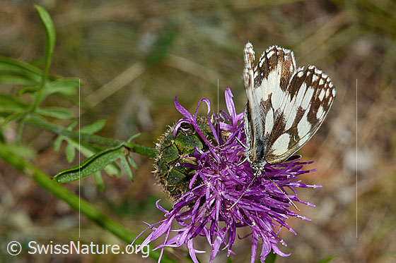 Foto: Schachbrett (Melanargia galathea) auf Skabiosen-Flockenblume (Centaurea scabiosa). Flügel fast gefaltet. Ansicht von vorne oben.