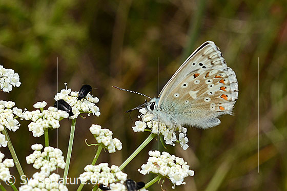 Photo: Lysandra bellargus. Wings closed. View from the side.