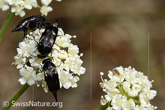 Foto: Gebänderter Stachelkäfer (Variimorda villosa) an Blütendolde.