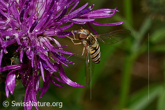 Foto: Hainschwebfliege (Episyrphus balteatus) auf Skabiosen-Flockenblume (Centaurea scabiosa). Ansicht von schräg oben.