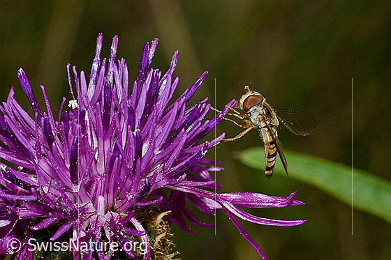 Photo: Episyrphus balteatus on Centaurea scabiosa. View from the side.