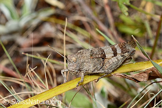Foto: Blauflügelige Ödlandschrecke (Oedipoda caerulescens). Länge 15-28mm. Ansicht von schräg vorne.