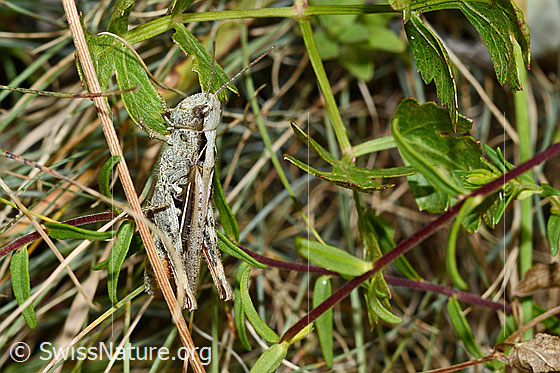 Verkannter Grashüpfer (Chorthippus mollis)