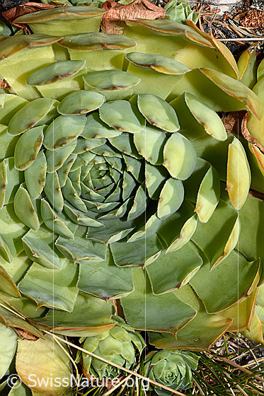 Foto: Echte Hauswurz (Sempervivum tectorum), Rosetten