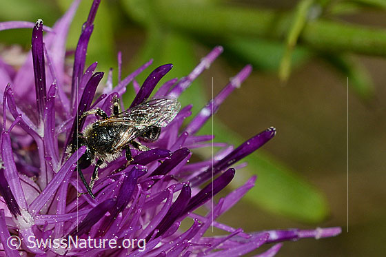 Photo: Probably Andrena minutula. Length 5 - 7mm. View from diagonally above.