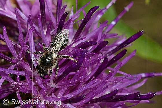 Foto: Wahrscheinlich Gewöhnliche Zwergsandbiene (Andrena minutula) auf Skabiosen-Flockenblume (Centaurea scabiosa). Länge 5 - 7mm. Ansicht von oben.