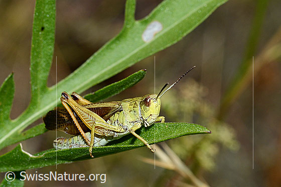 Foto: Gebirgsgrashüpfer (Stauroderus scalaris). Länge 17 - 21mm. Männchen. Ansicht von der Seite.