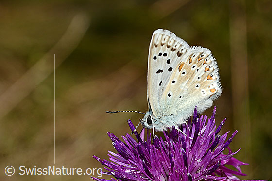 Photo: Lysandra bellargus on Centaurea scabiosa. Wings closed. View from the side.